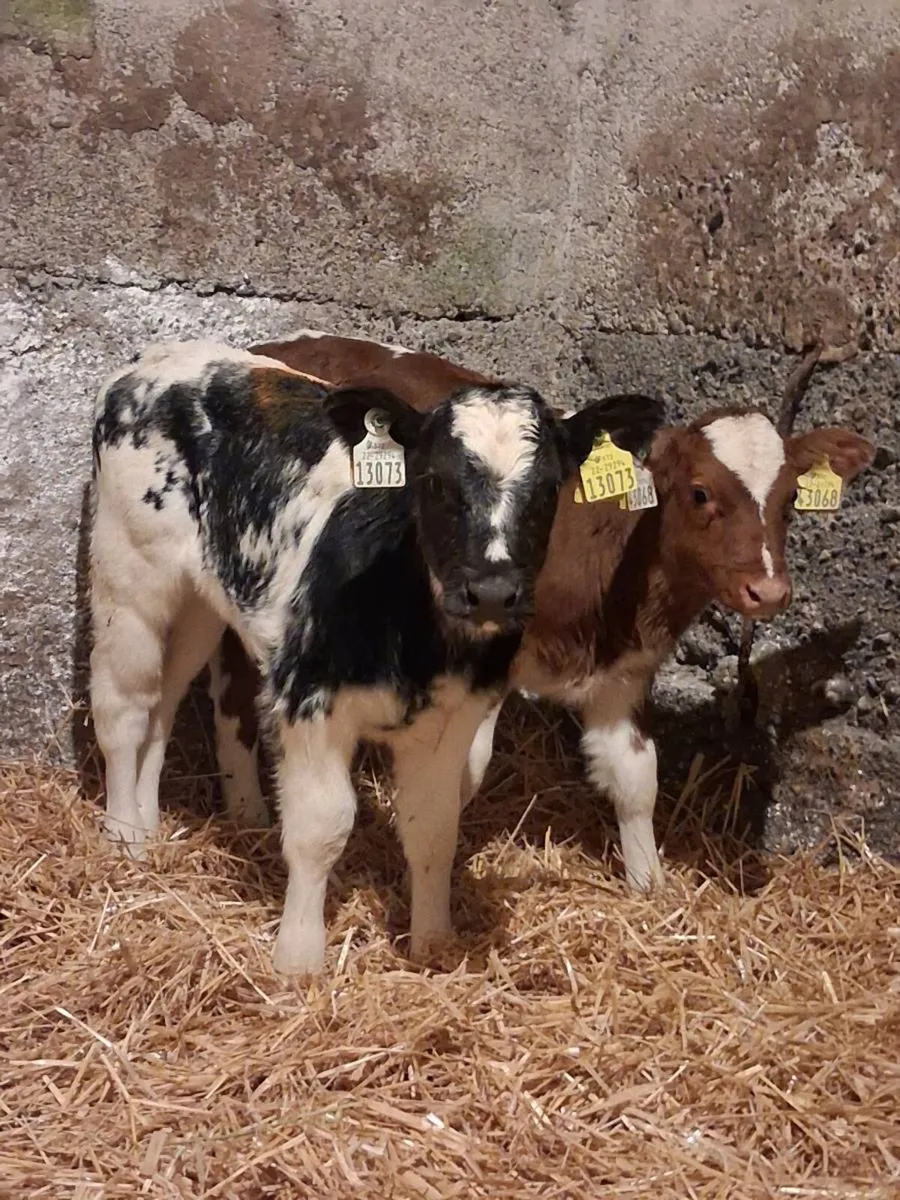 🔥 Belgium Blue Heifer Calves 🔥 - Image 1