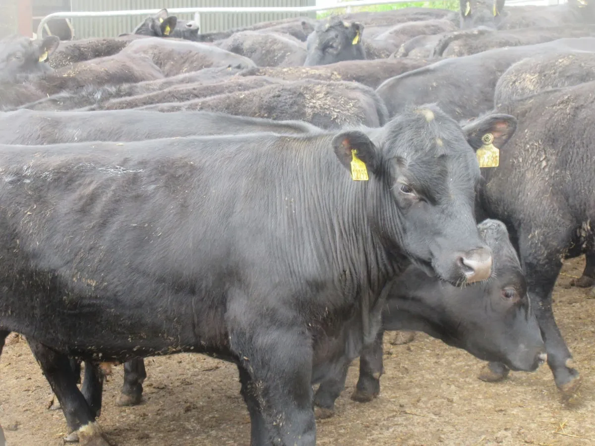 40 ABERDEEN ANGUS BULLOCKS  340KG - Image 1