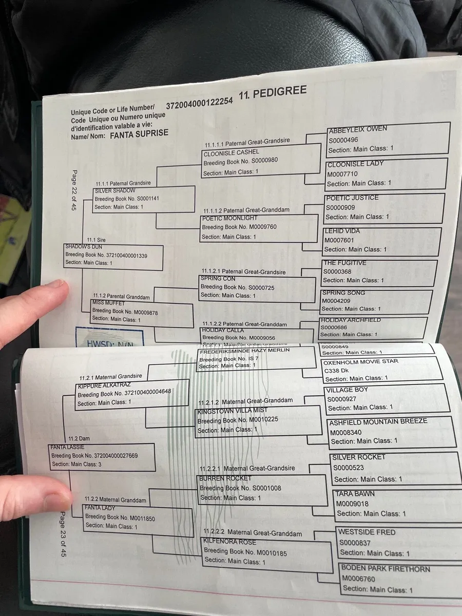 connemara ponies - Image 4