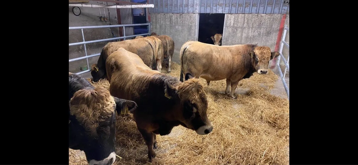 Pedigree Aubrac Bulls and Heifers organic - Image 1