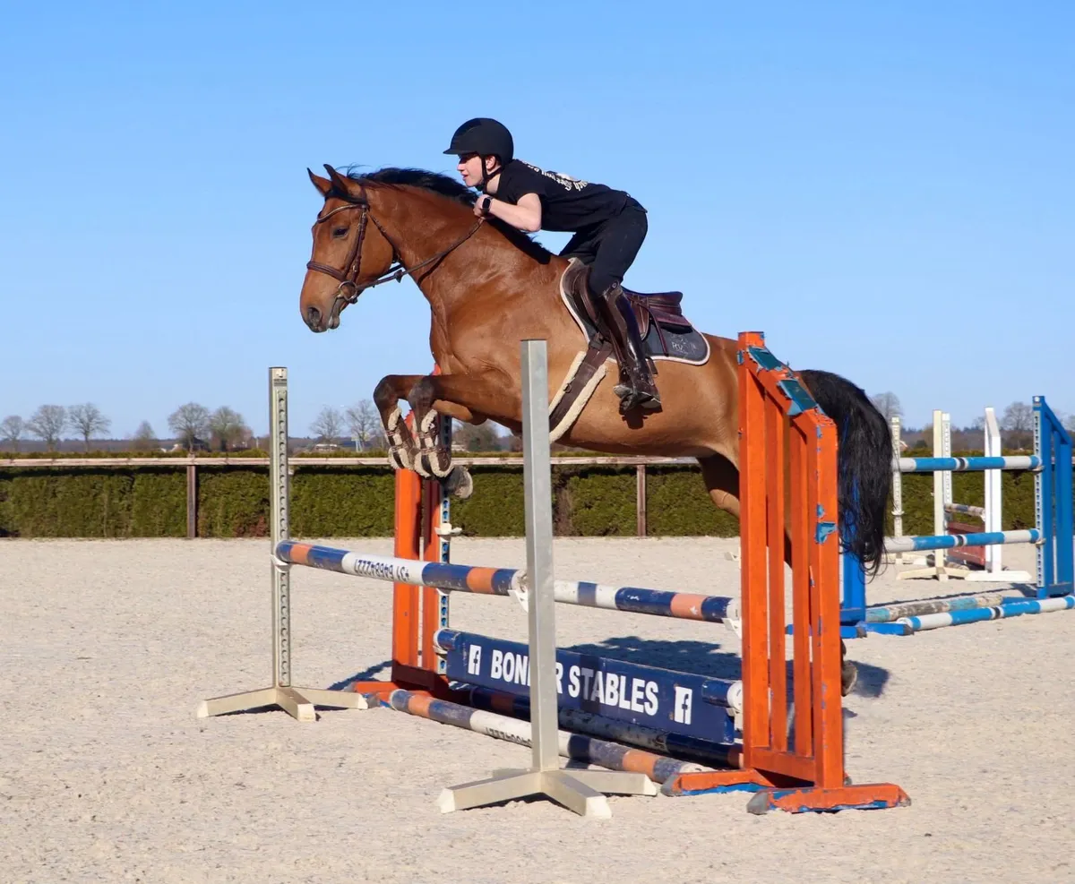 Beautiful Hardrock mare infoal to Dominator Z - Image 1