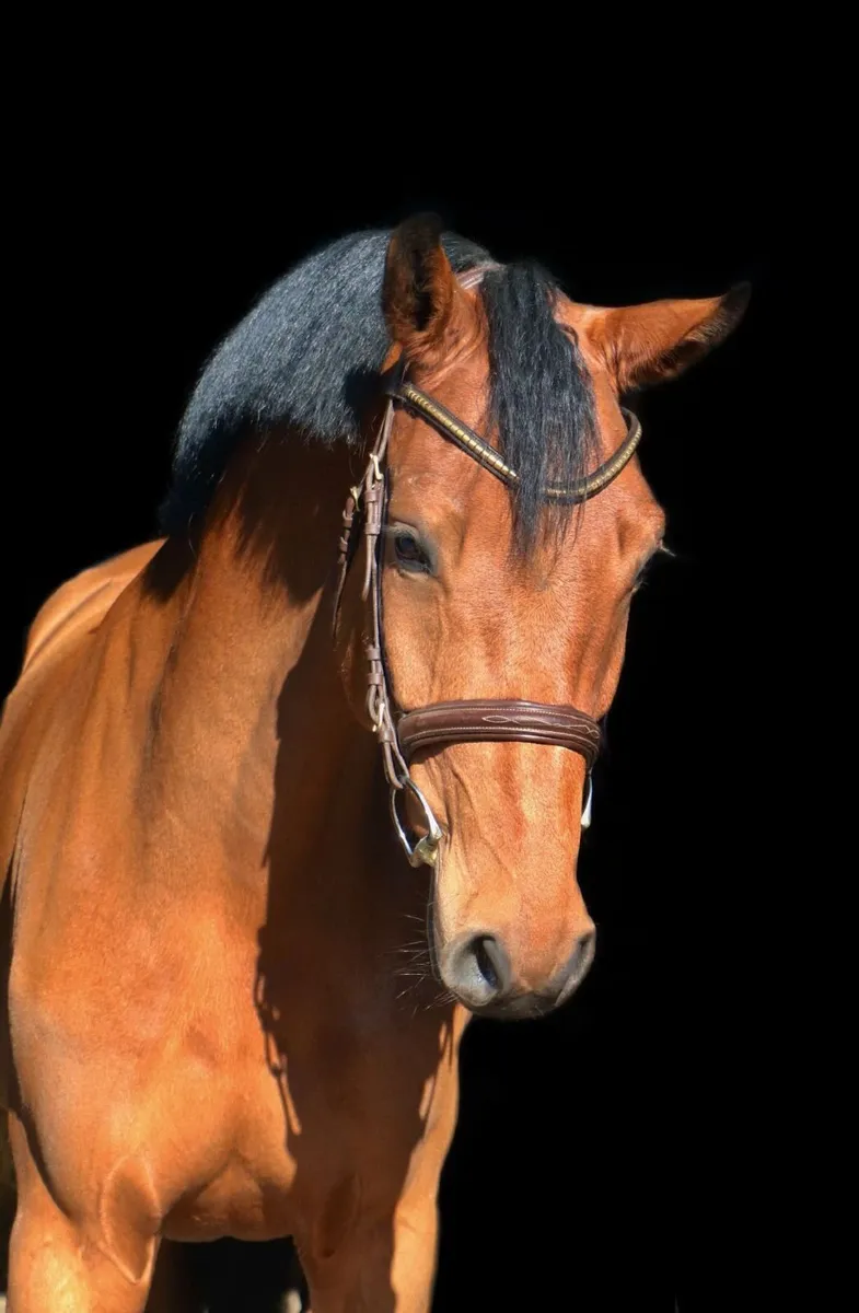 Beautiful Hardrock mare infoal to Dominator Z - Image 3