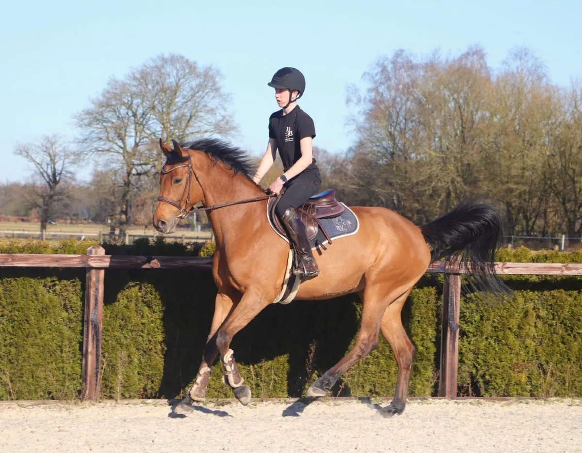 Beautiful Hardrock mare infoal to Dominator Z - Image 4