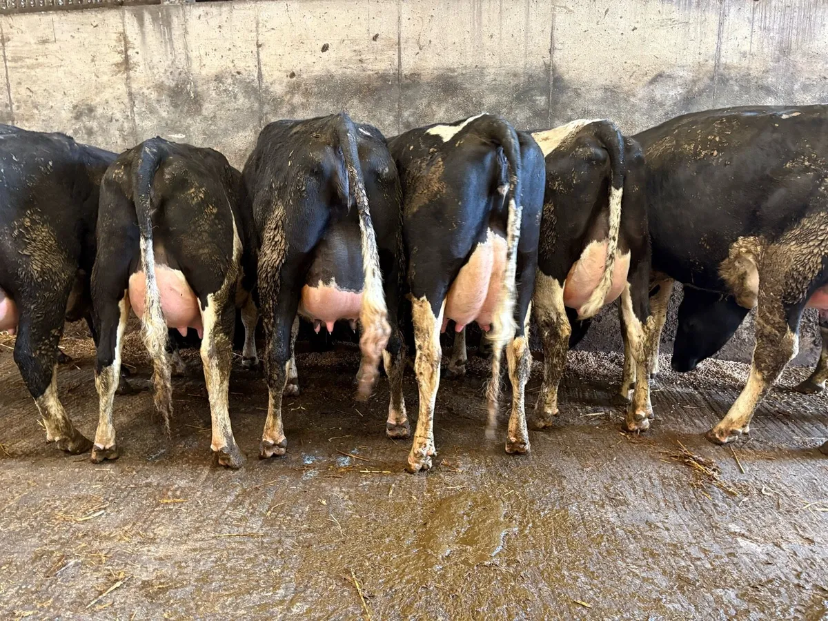 8 ai bred calved heifers - Image 4