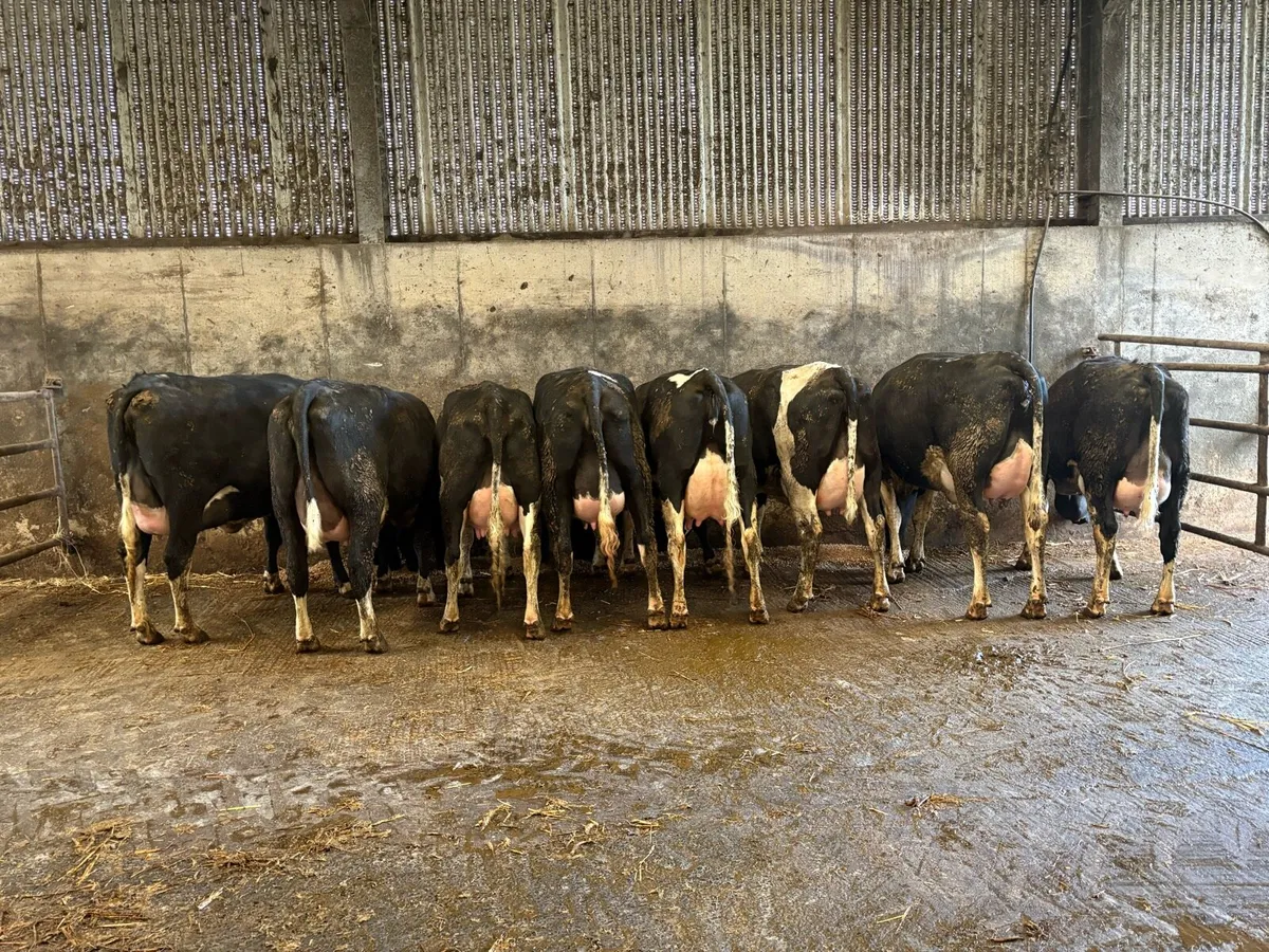 8 ai bred calved heifers - Image 1