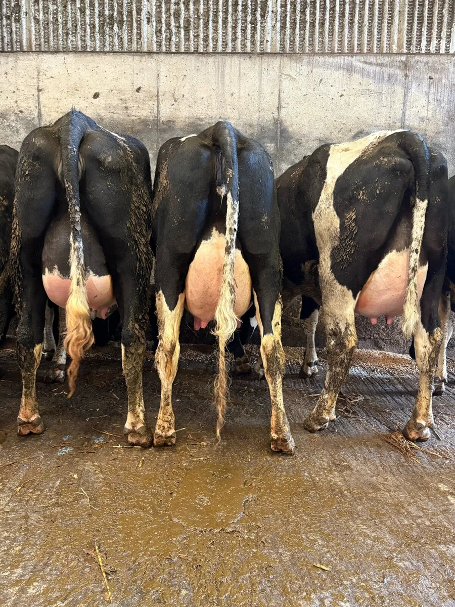 8 ai bred calved heifers - Image 2