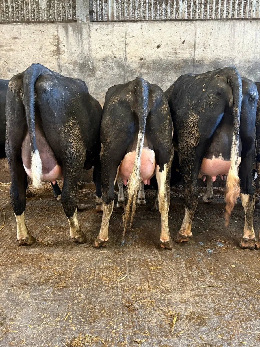 8 ai bred calved heifers - Image 3