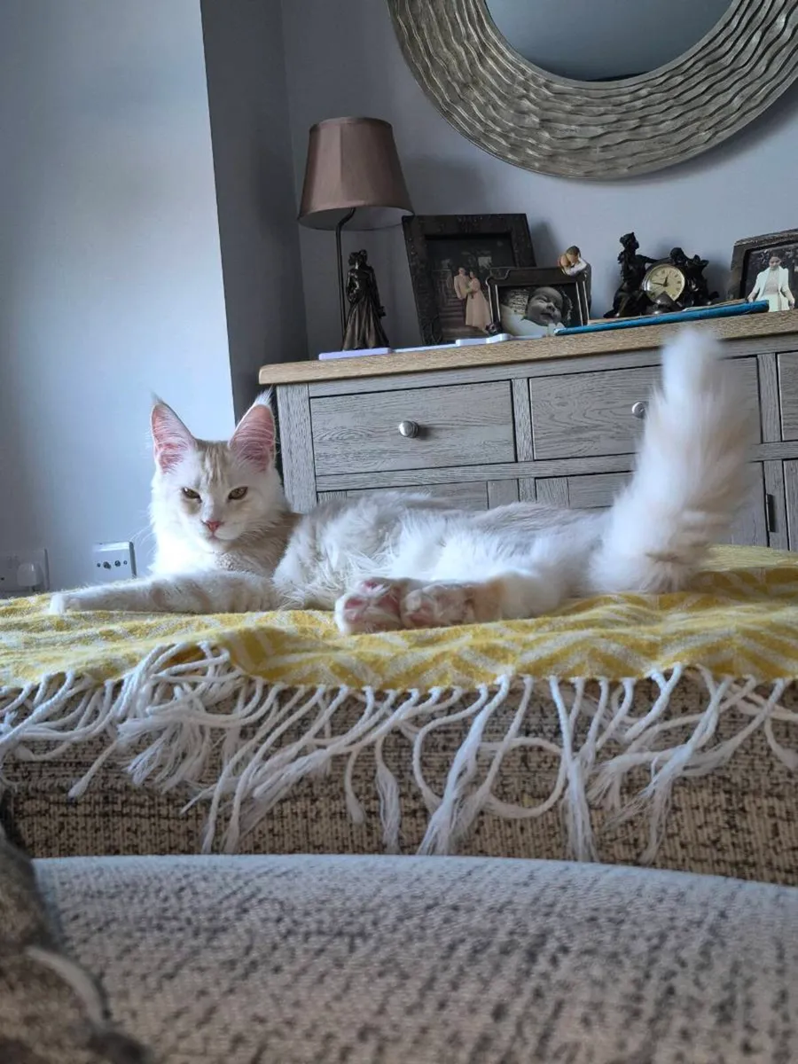 Pure breed Maine Coon - Image 4