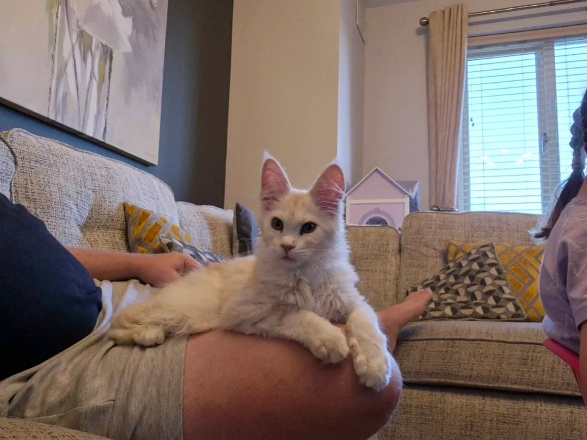 Pure breed Maine Coon - Image 3