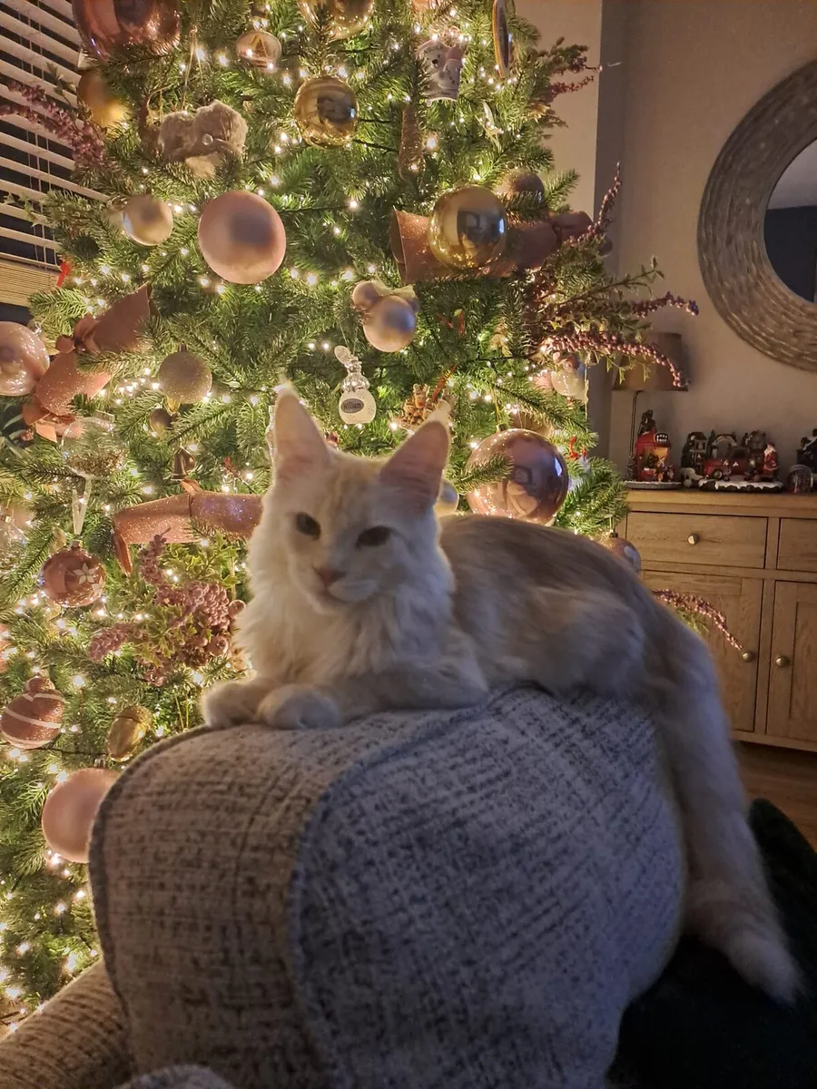 Pure breed Maine Coon - Image 2