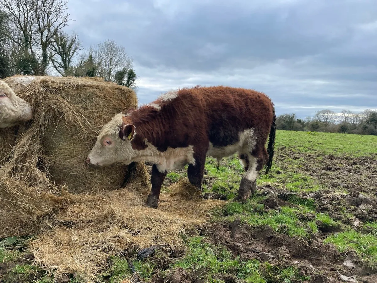 LAST BULL LEFT - Pedigree Hereford bulls - Image 4
