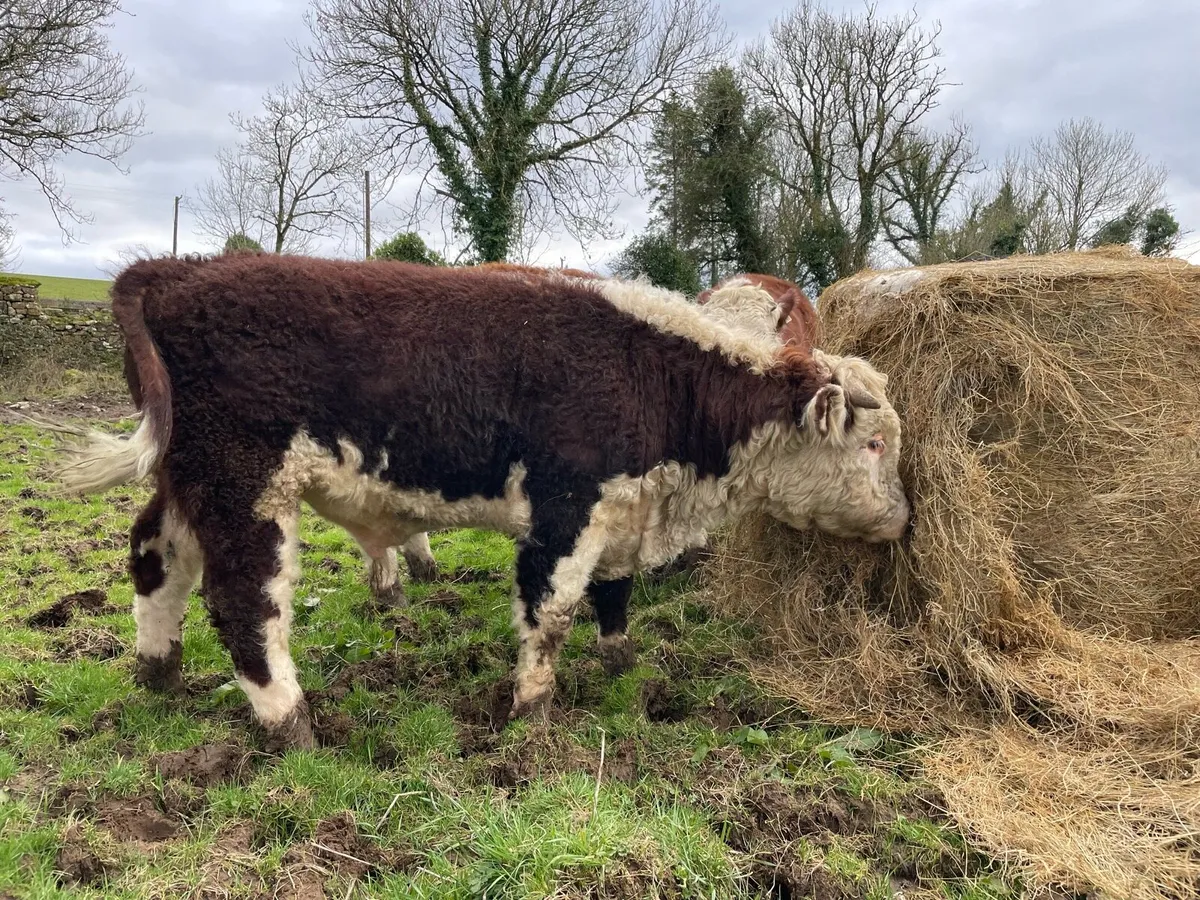 GET READY FOR SPRING - Pedigree Hereford bulls - Image 2