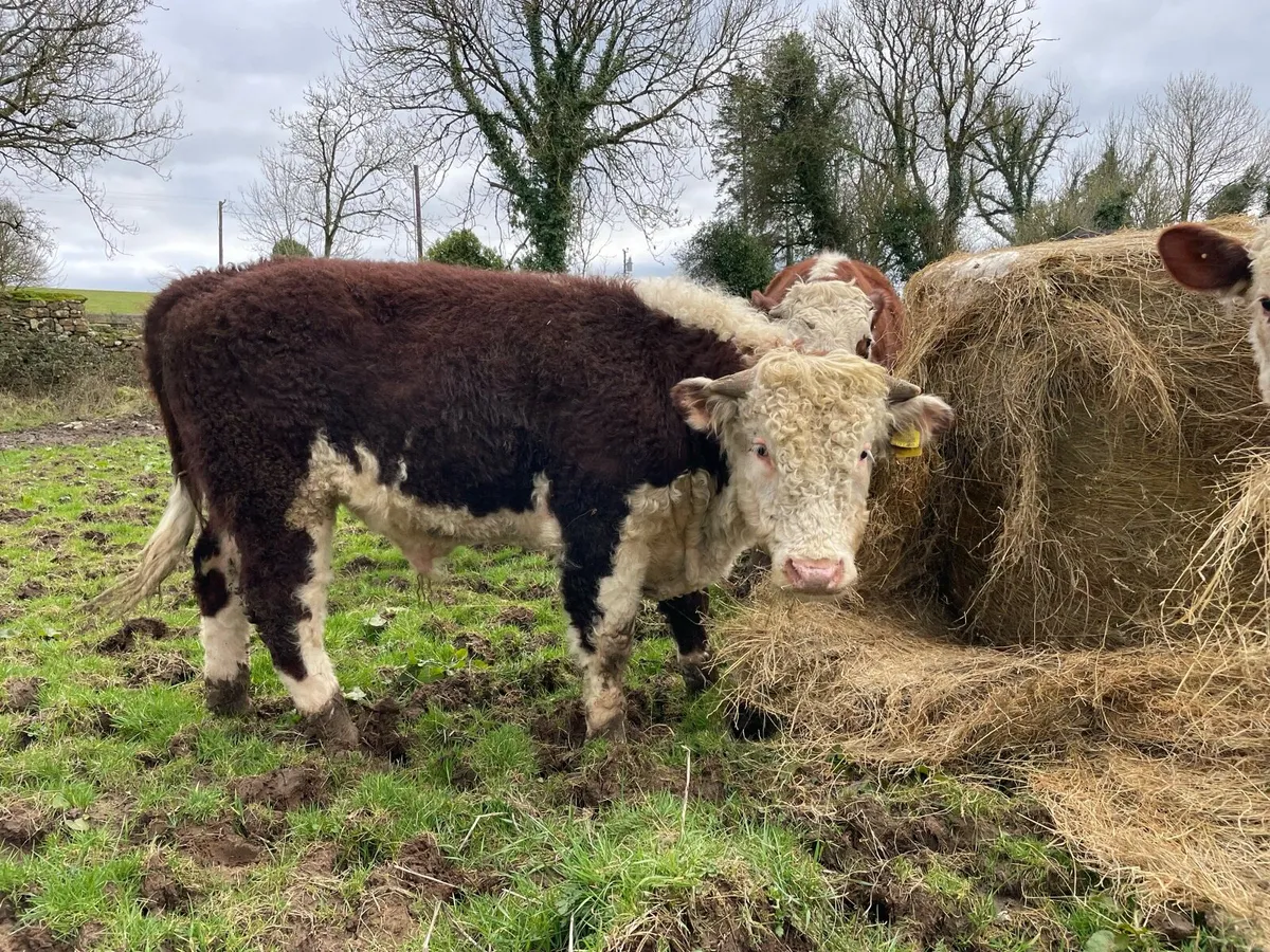 GET READY FOR SPRING - Pedigree Hereford bulls - Image 1