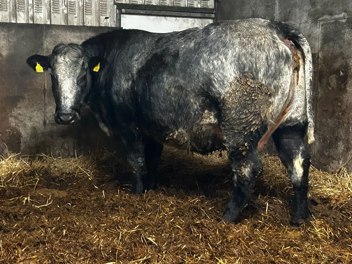 Super In-Calf Cow - Image 3