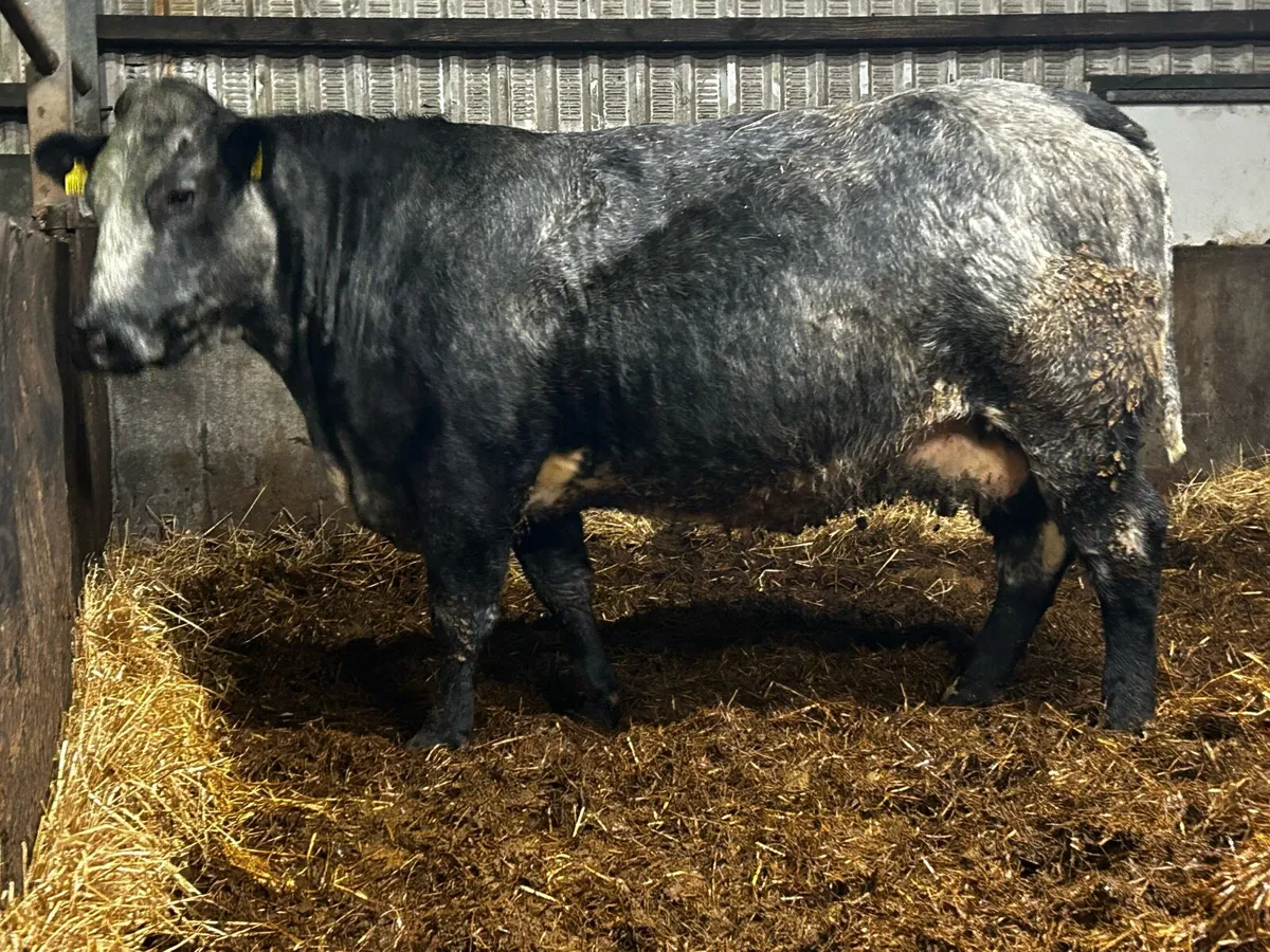 Super In-Calf Cow - Image 4