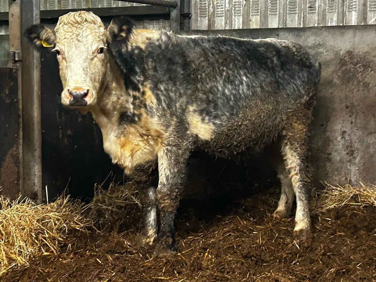 Blue Whithead In-Calf Cow 2021 Born - Image 1