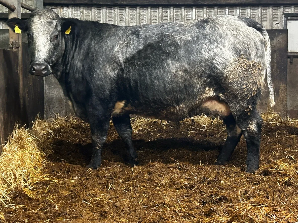 Super In-Calf Cow - Image 1