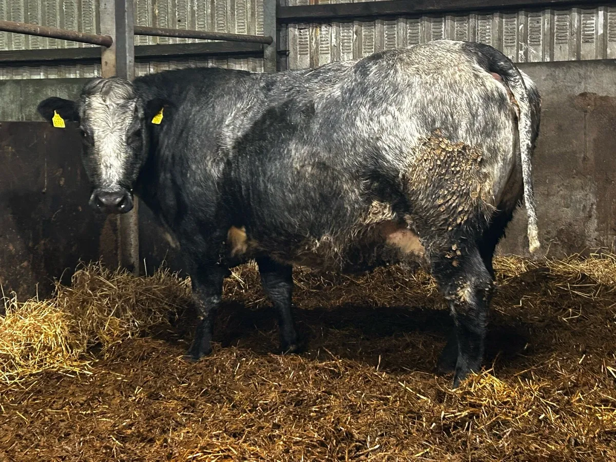 Super In-Calf Cow - Image 2