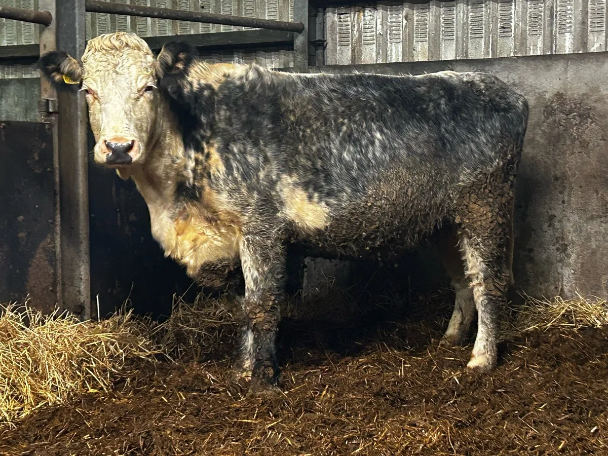 Blue Whithead In-Calf Cow 2021 Born - Image 2