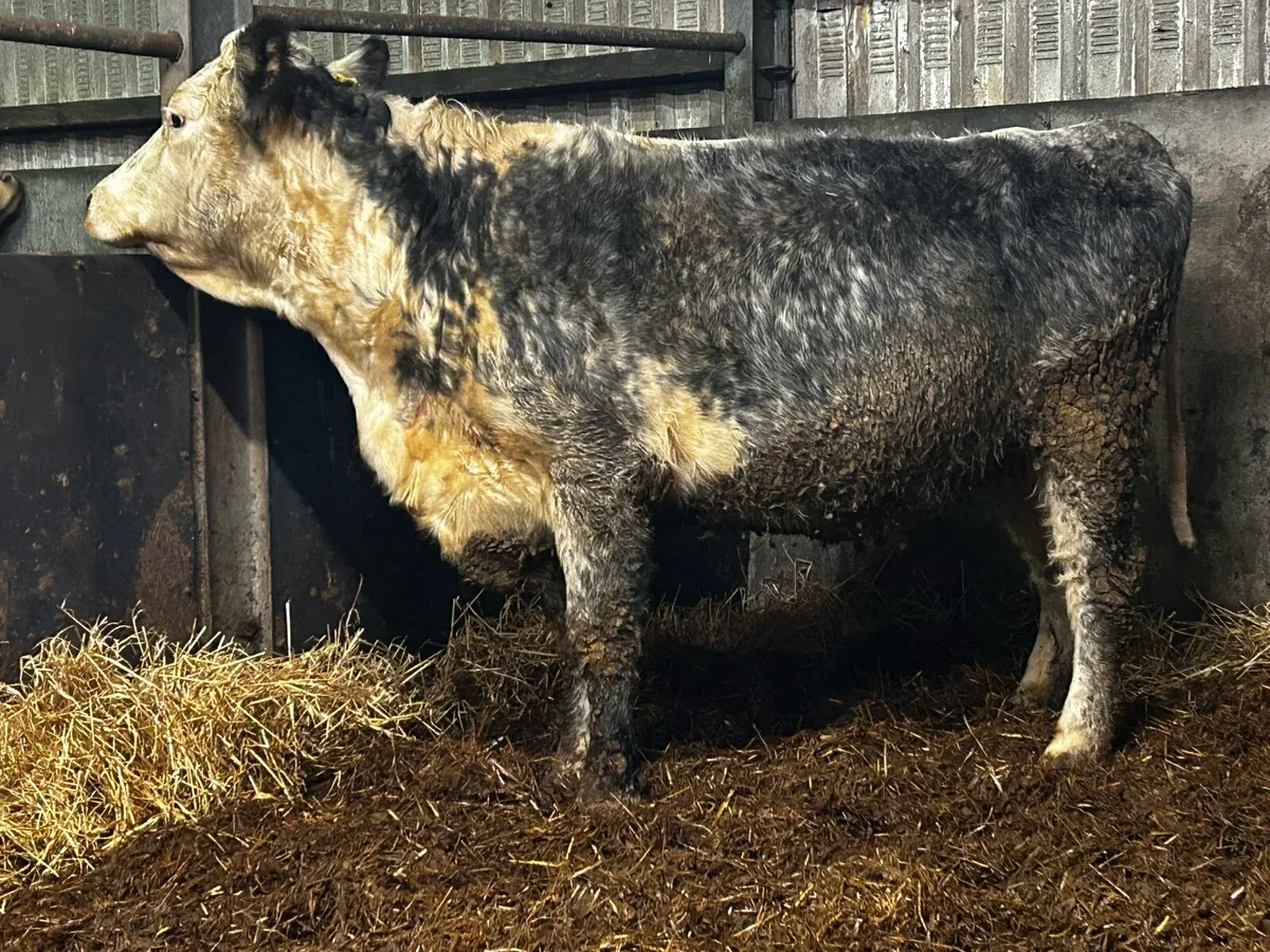 Blue Whithead In-Calf Cow 2021 Born - Image 3
