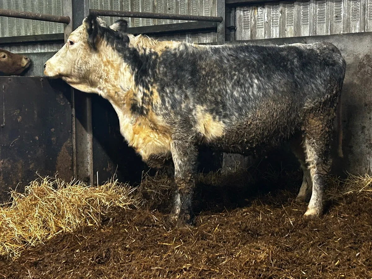 Blue Whithead In-Calf Cow 2021 Born - Image 4
