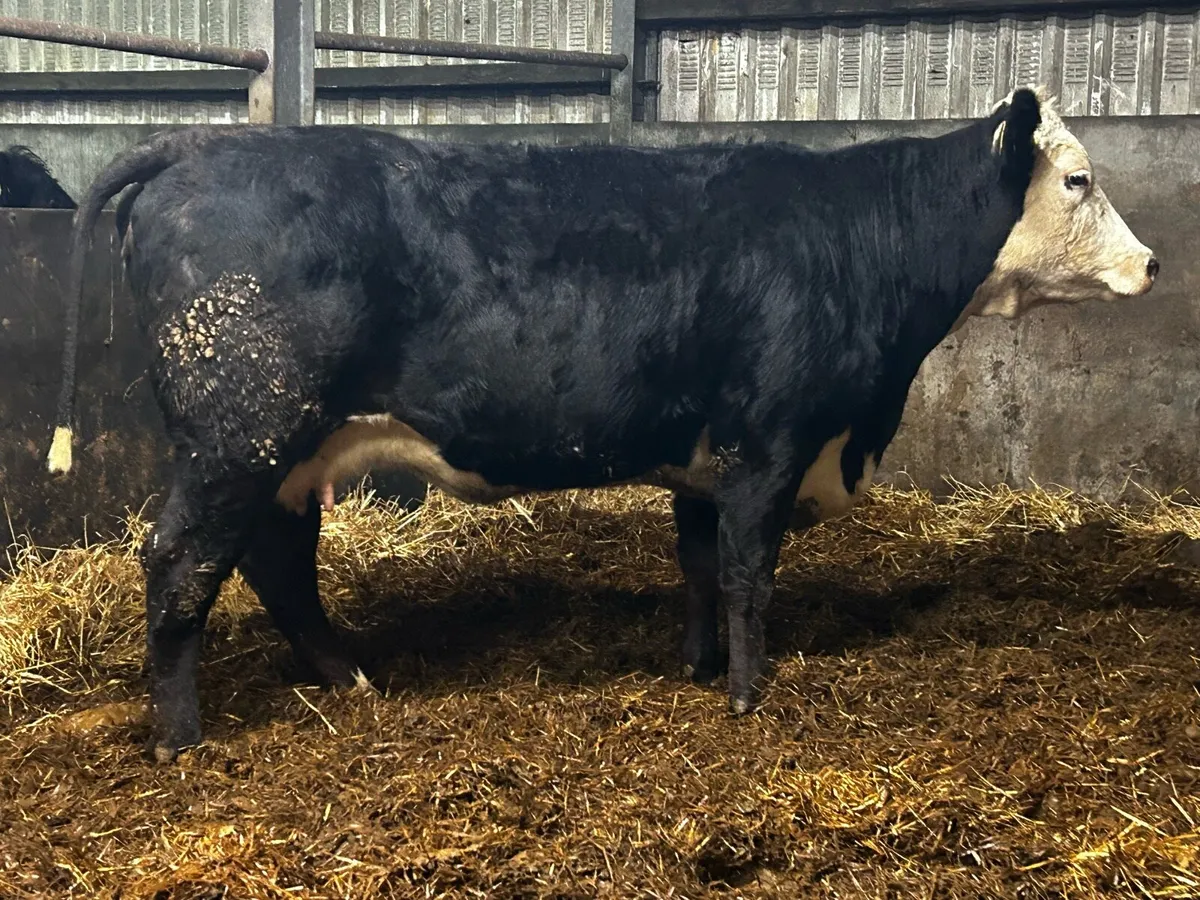 Young In-Calf Cow Scanned Carrying A Heifer Calf - Image 1