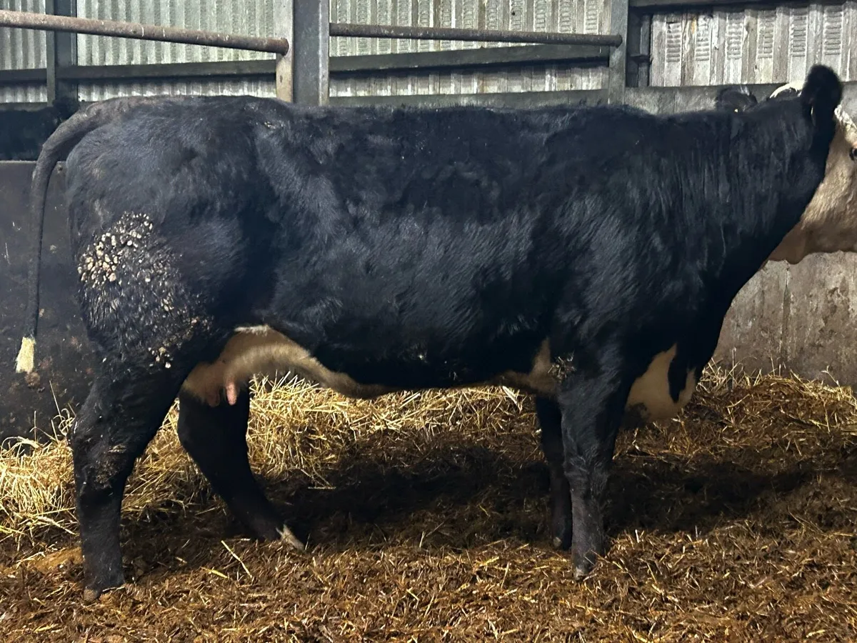 Young In-Calf Cow Scanned Carrying A Heifer Calf - Image 2