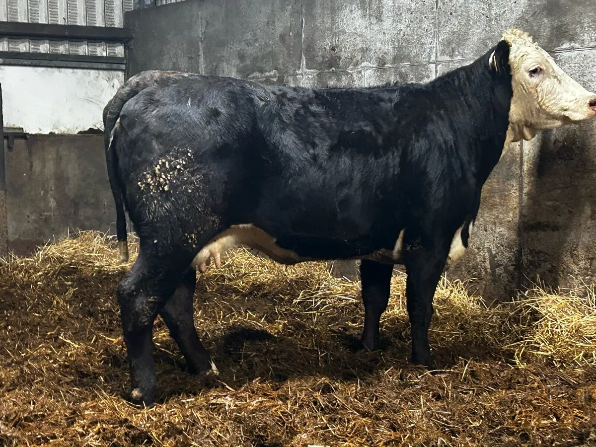 Young In-Calf Cow Scanned Carrying A Heifer Calf - Image 4