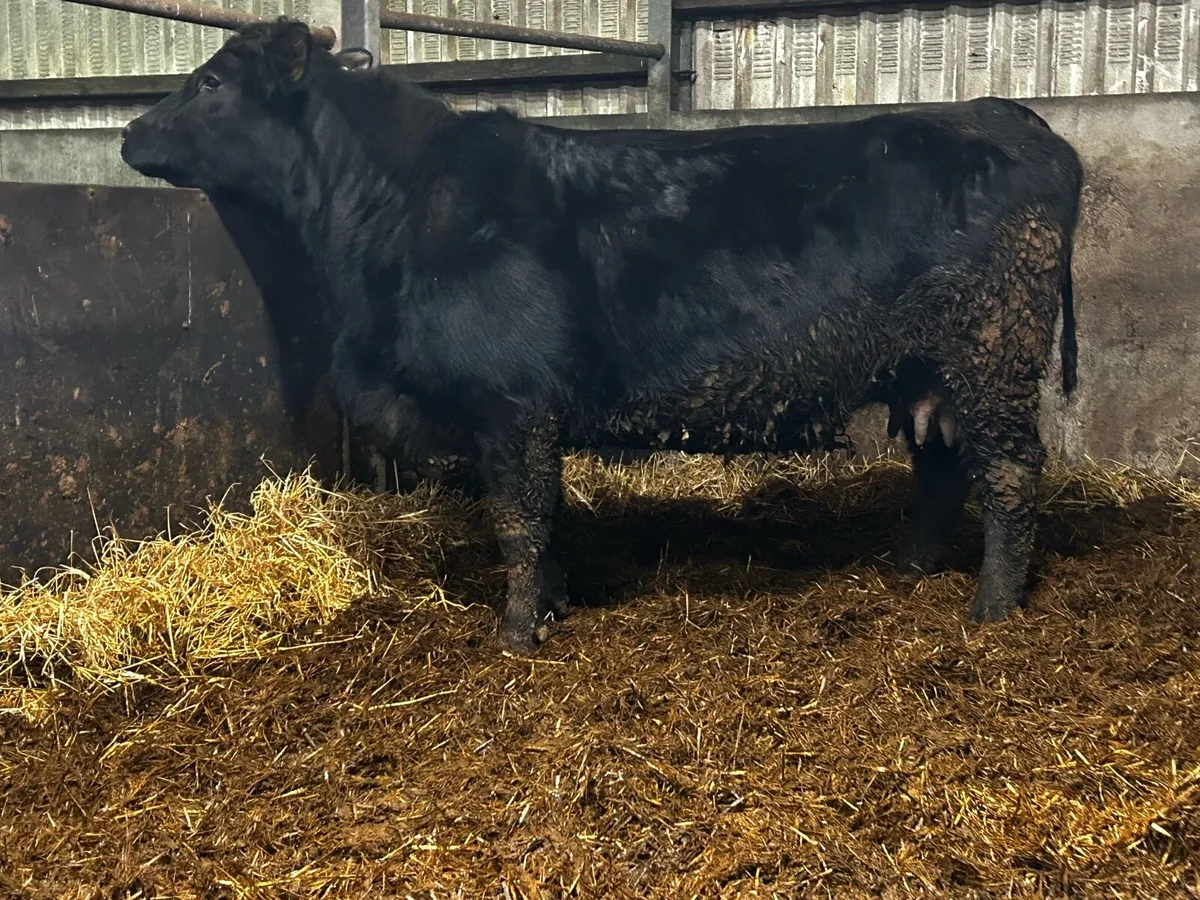 In-Calf Cow Time Up To A.I Belgium Blue - Image 1