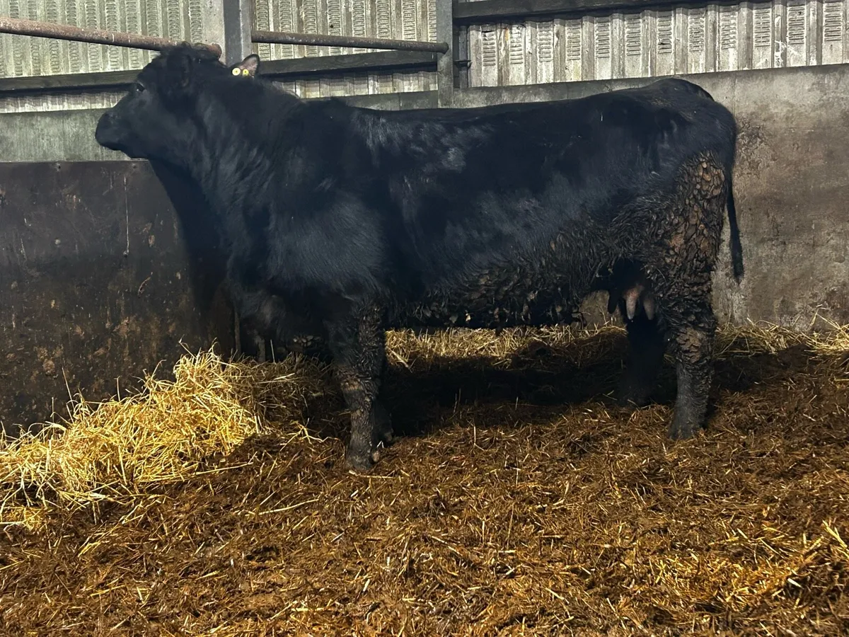 In-Calf Cow Time Up To A.I Belgium Blue - Image 2