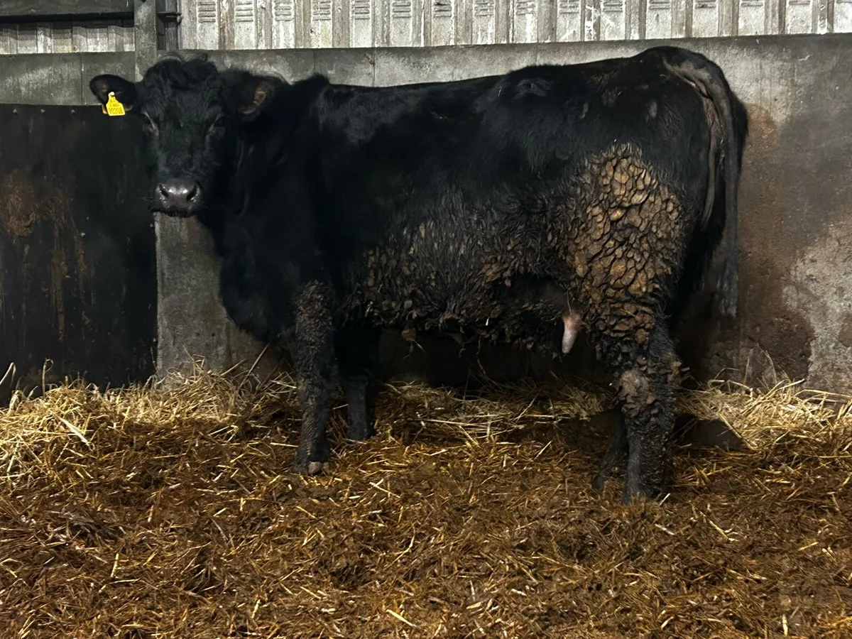 In-Calf Cow Time Up To A.I Belgium Blue - Image 3