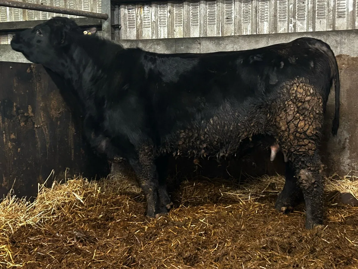 In-Calf Cow Time Up To A.I Belgium Blue - Image 4