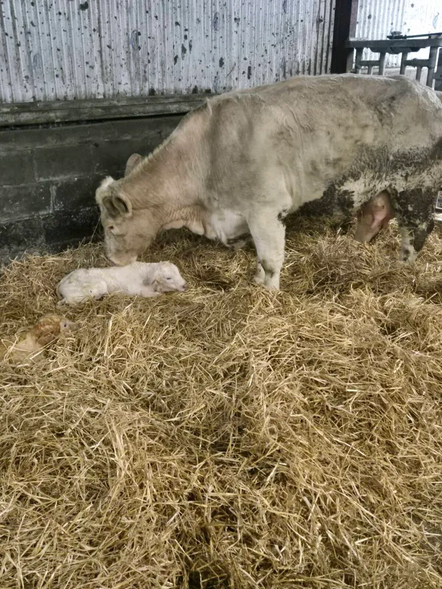 Lovely Pedigree Calf - Image 2