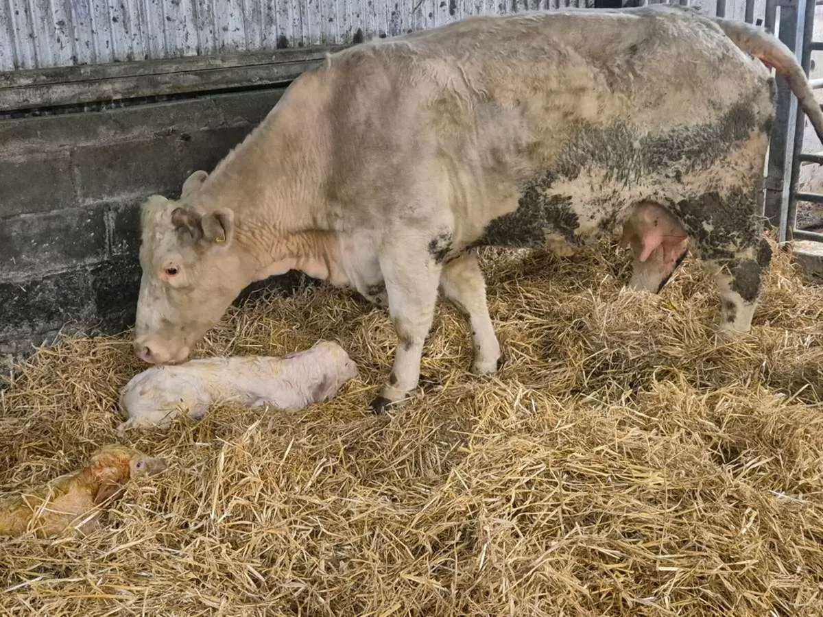 Lovely Pedigree Calf - Image 3