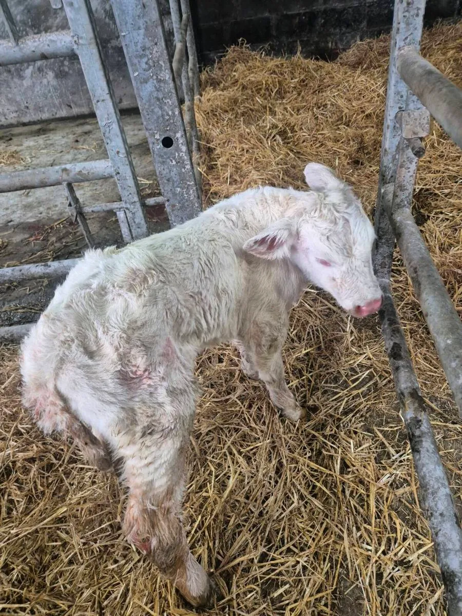 Lovely Pedigree Calf - Image 1