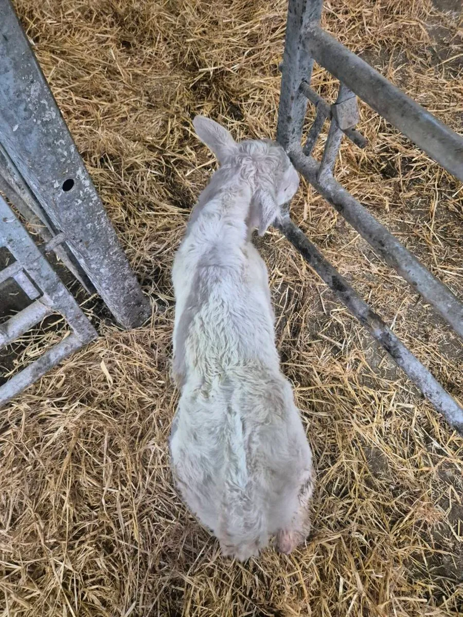 Lovely Pedigree Calf - Image 4