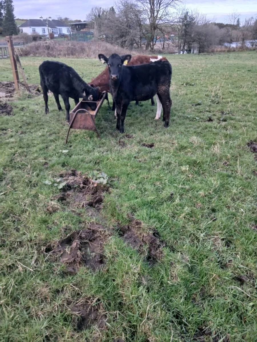 For sale nine runners - Image 1