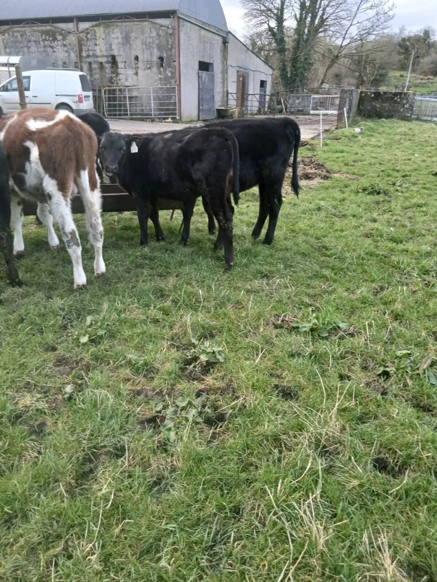 For sale nine runners - Image 2