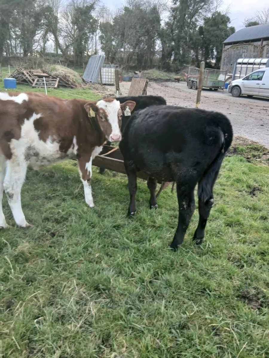 For sale nine runners - Image 3