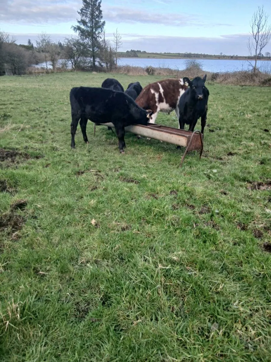 For sale nine runners - Image 4