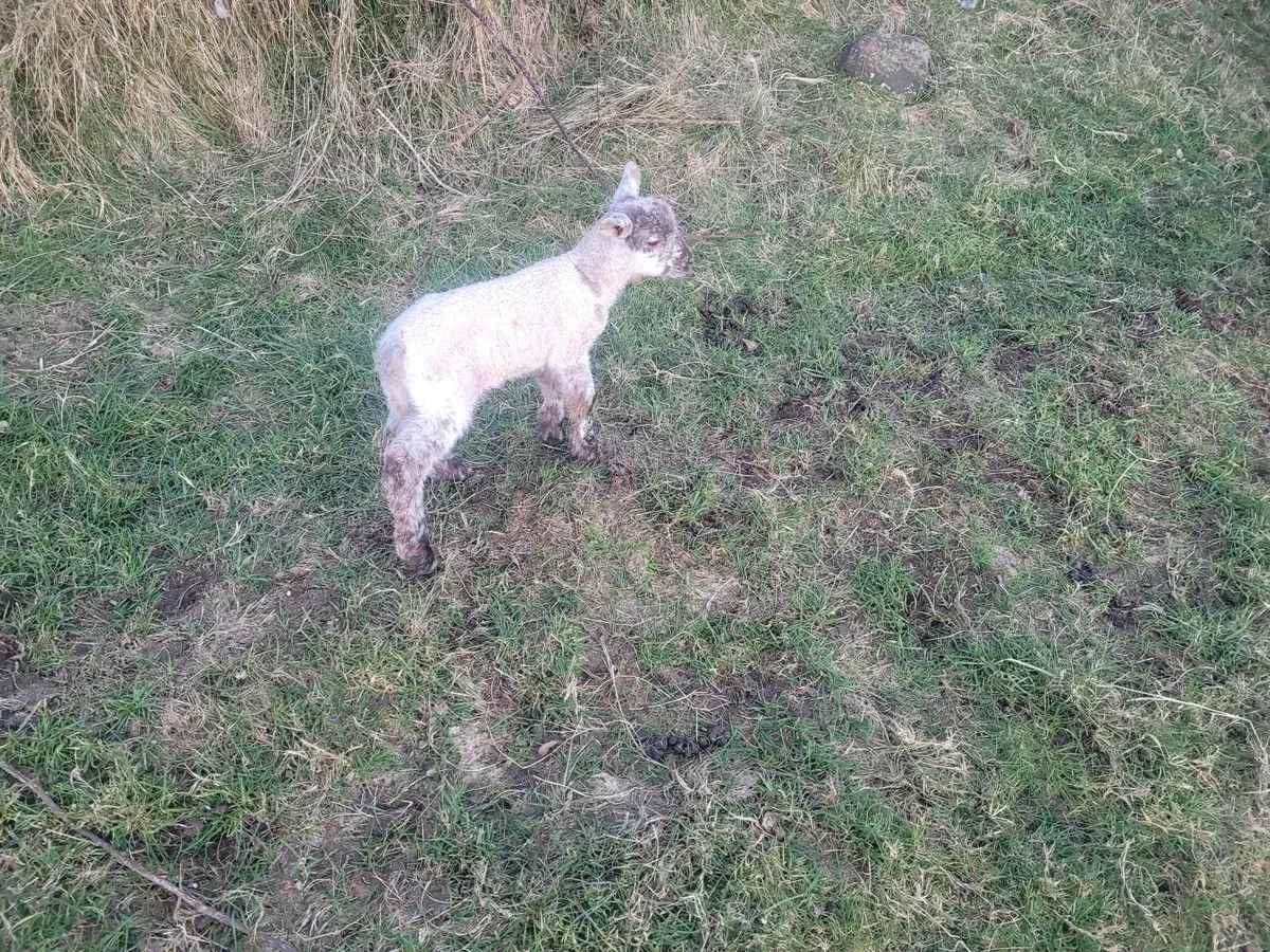 Pet Lambs - Image 1