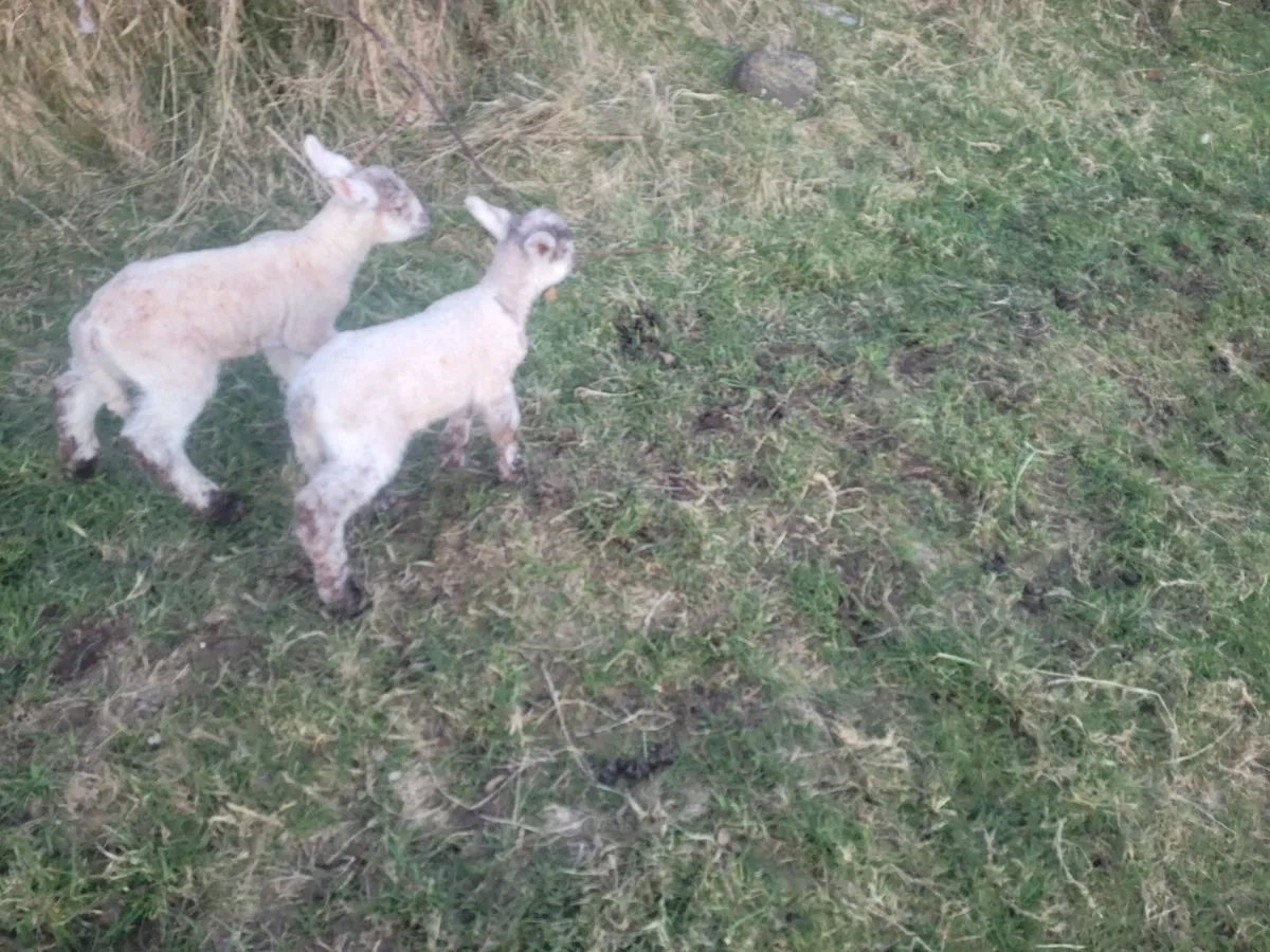 Pet Lambs - Image 2