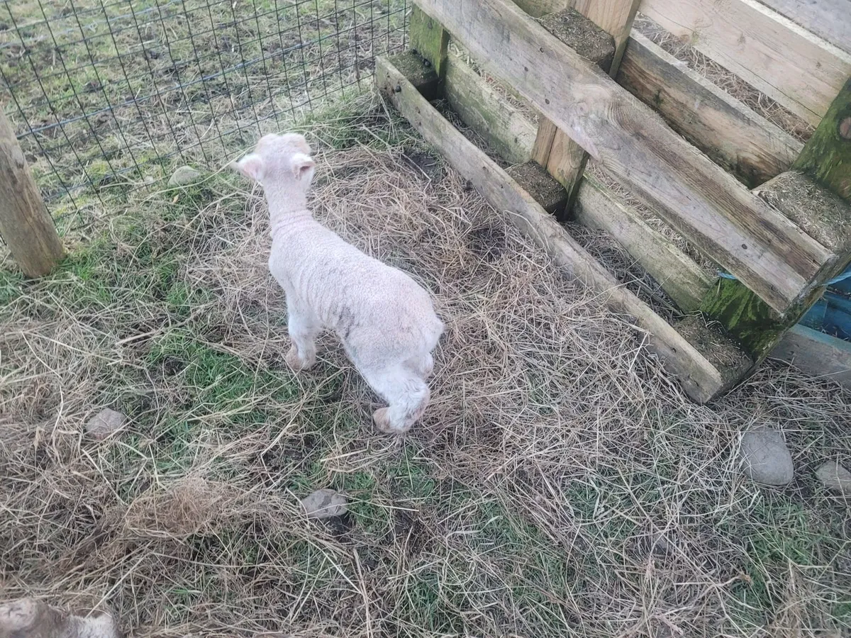 Pet Lambs - Image 3