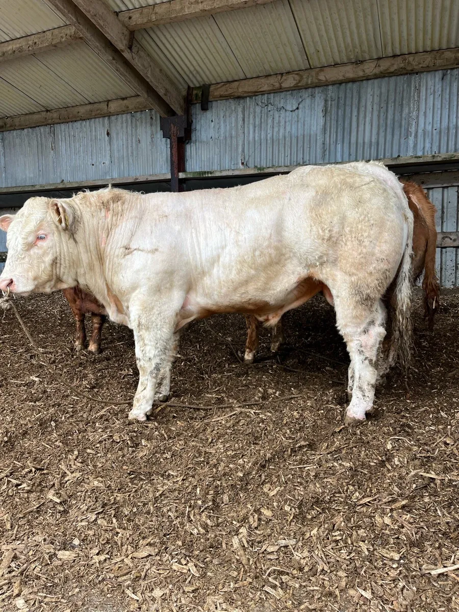 Pedigree Charolais bulls for sale - Image 3