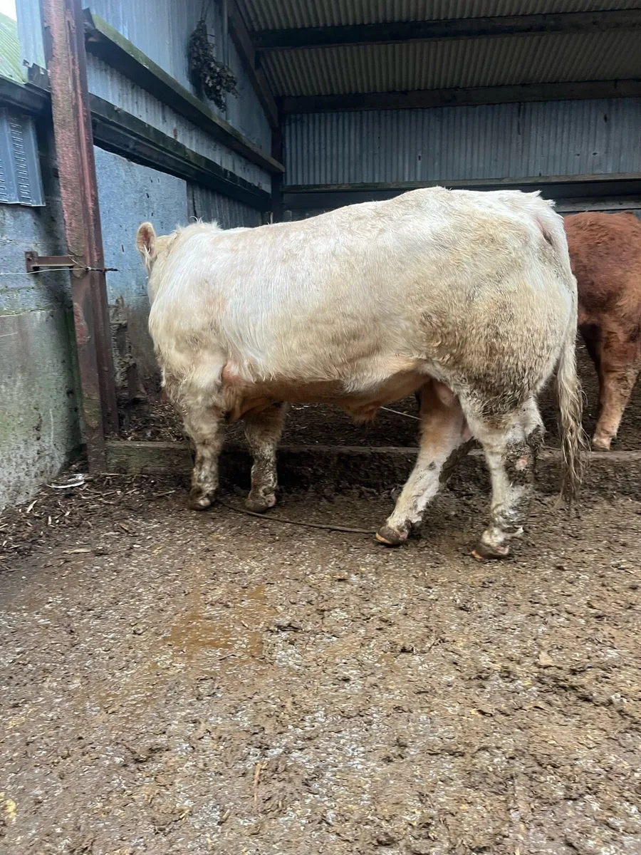 Pedigree Charolais bulls for sale - Image 4