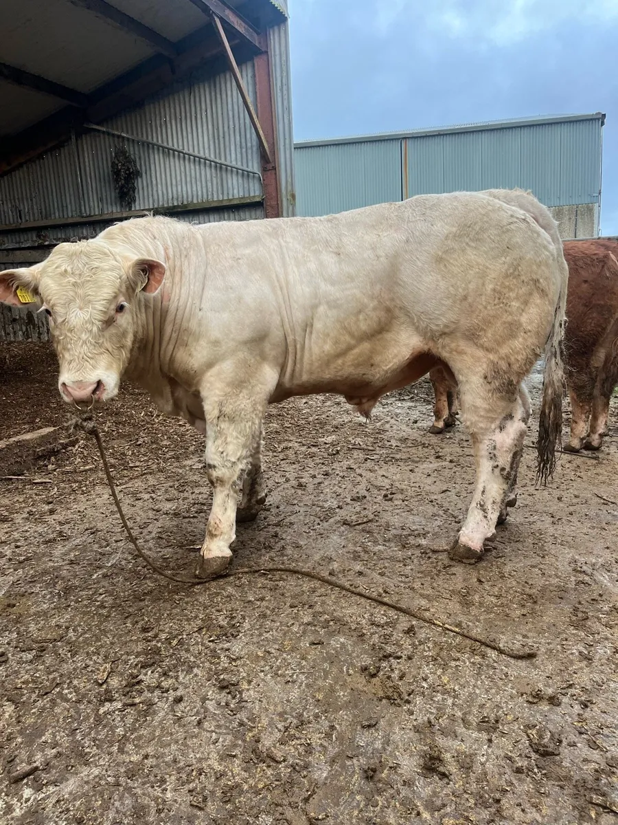 Pedigree Charolais bulls for sale - Image 1