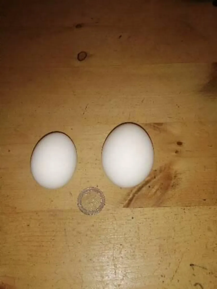 White Leghorn Hens - Image 3