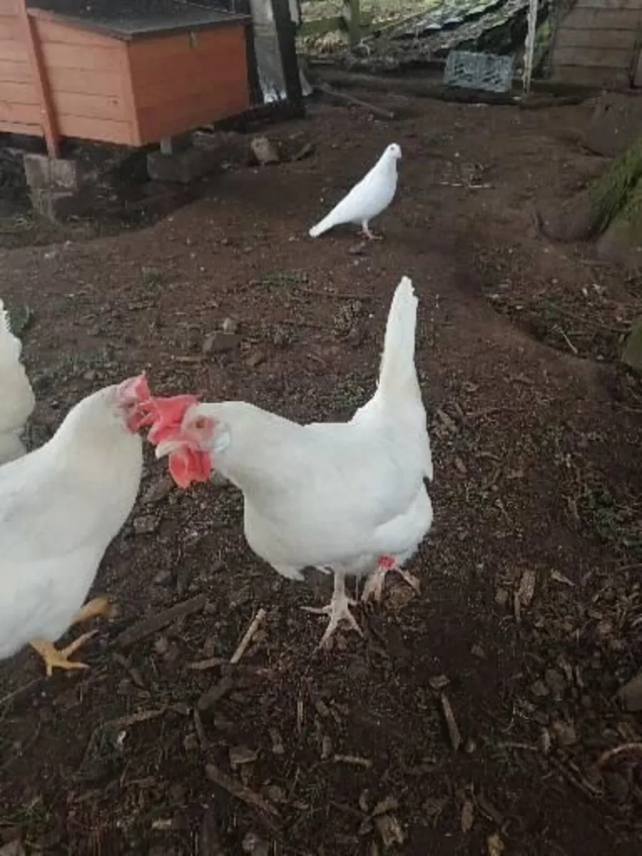 White Leghorn Hens - Image 2