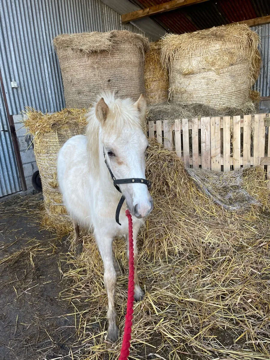 ✨Peanut✨ - Image 3