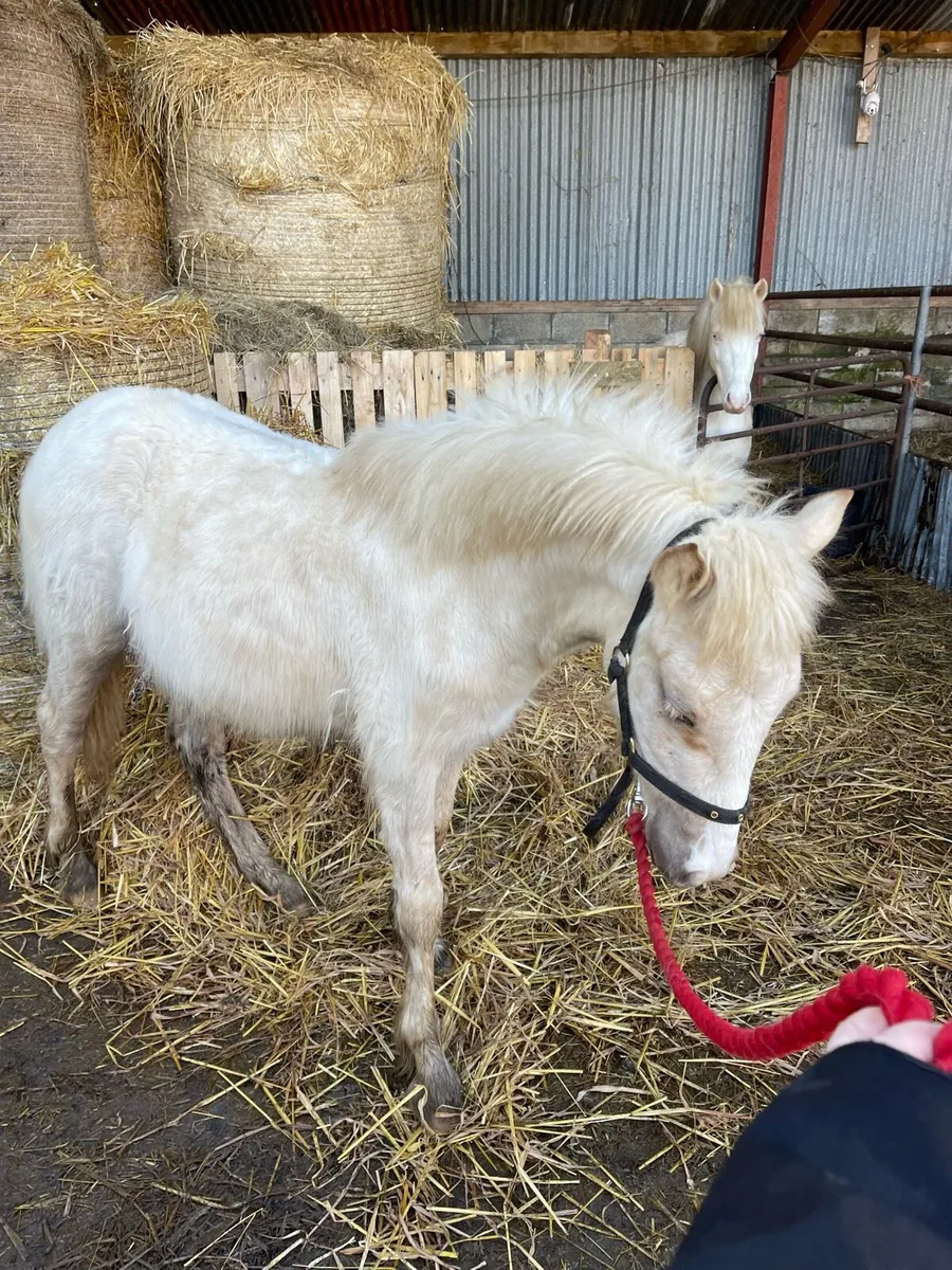 ✨Peanut✨ - Image 4